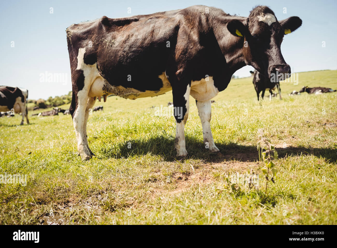 Cow standing sur le terrain herbeux Banque D'Images