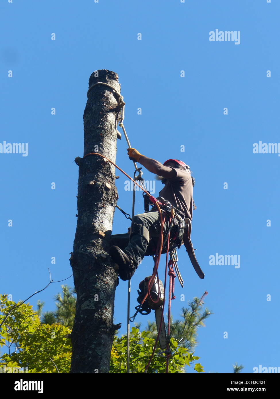 Service d'arbre grimpeur monte pin Banque D'Images