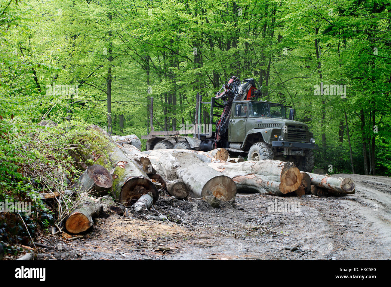 Une journalisation des arbres , abattage des arbres , l'industrie du bois Banque D'Images