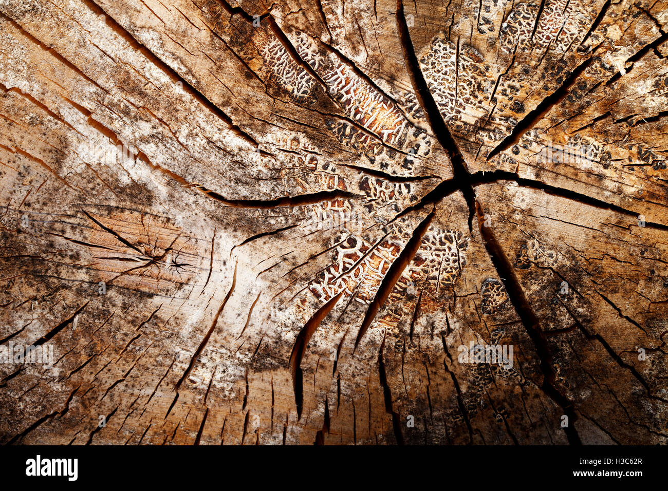 Old vintage wood texture, grunge fond, des fissures Banque D'Images