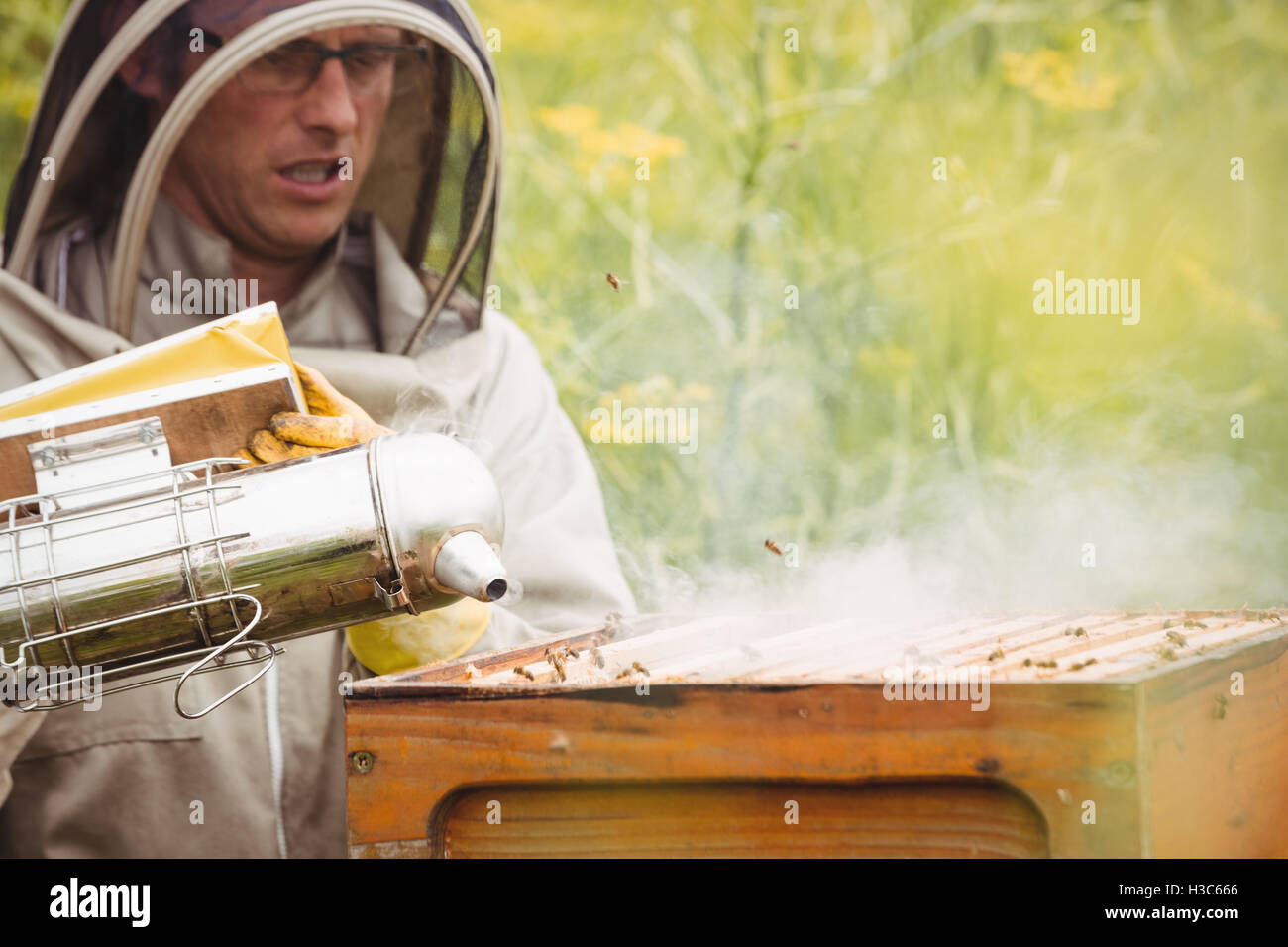 À l'aide de l'apiculteur fumeur d'abeilles Banque D'Images