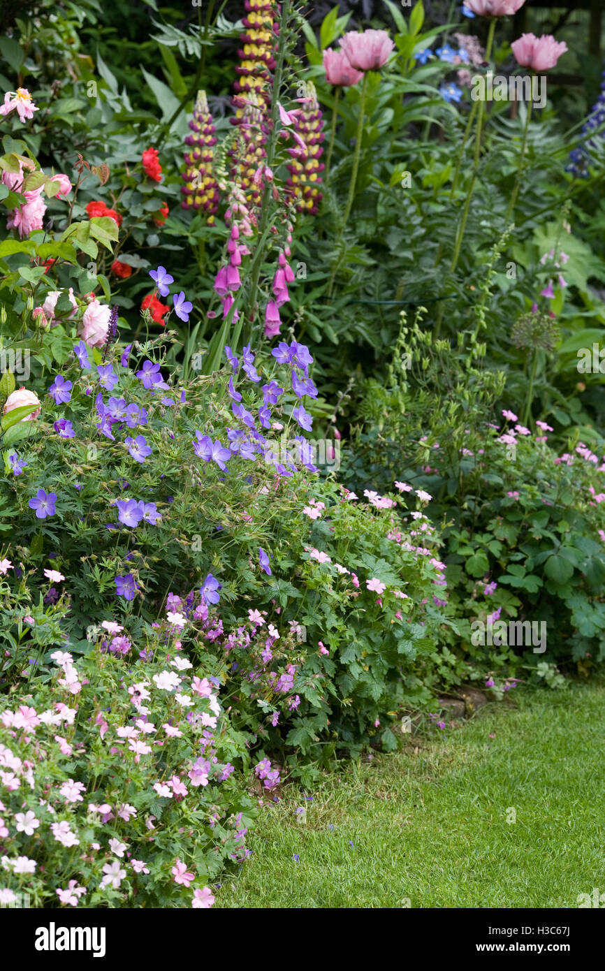 Frontière herbacées dans un jardin anglais. Banque D'Images