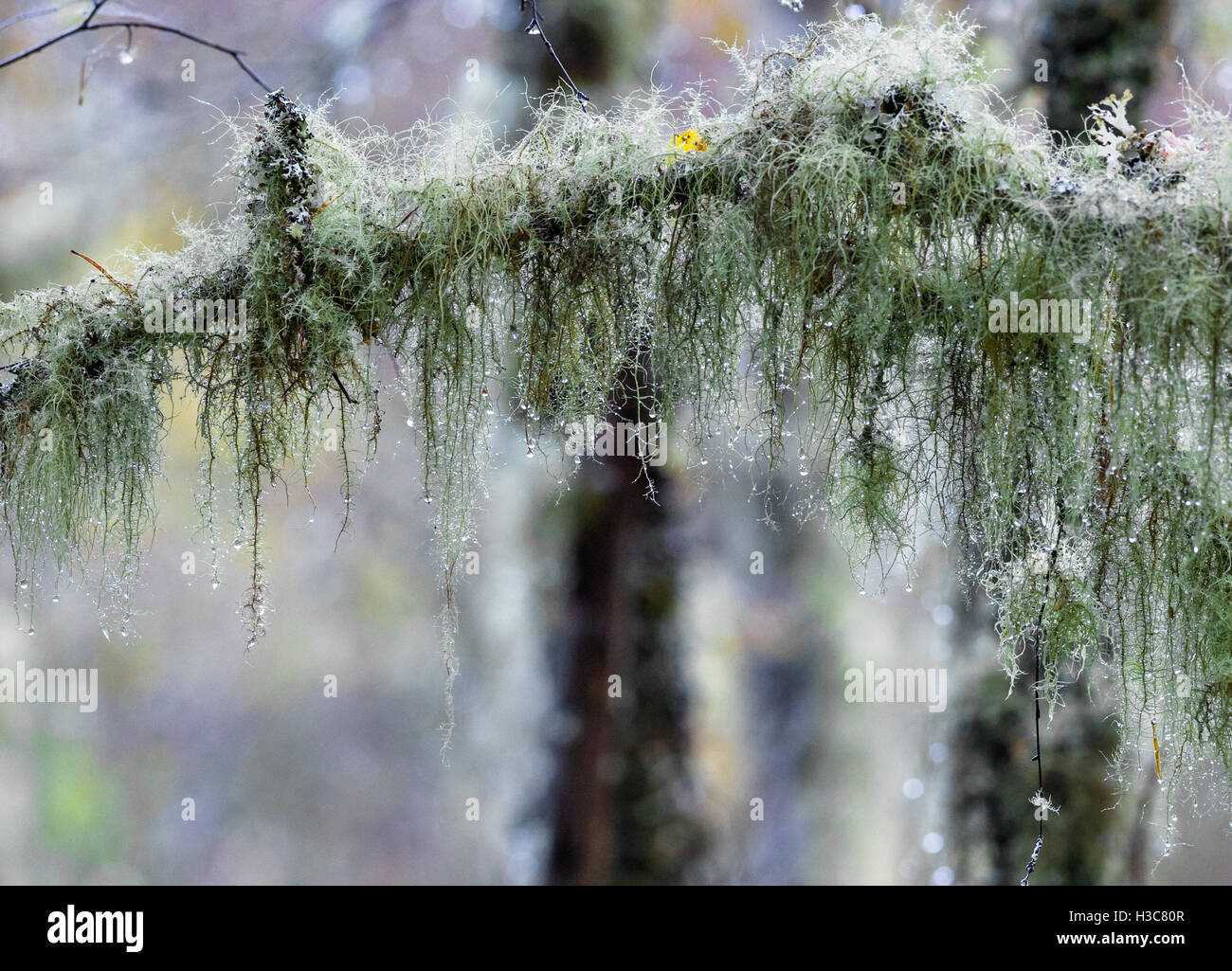 De plus en plus sur le lichen de petites branches d'un hêtre arbre dans un bois humide Scottish. Banque D'Images