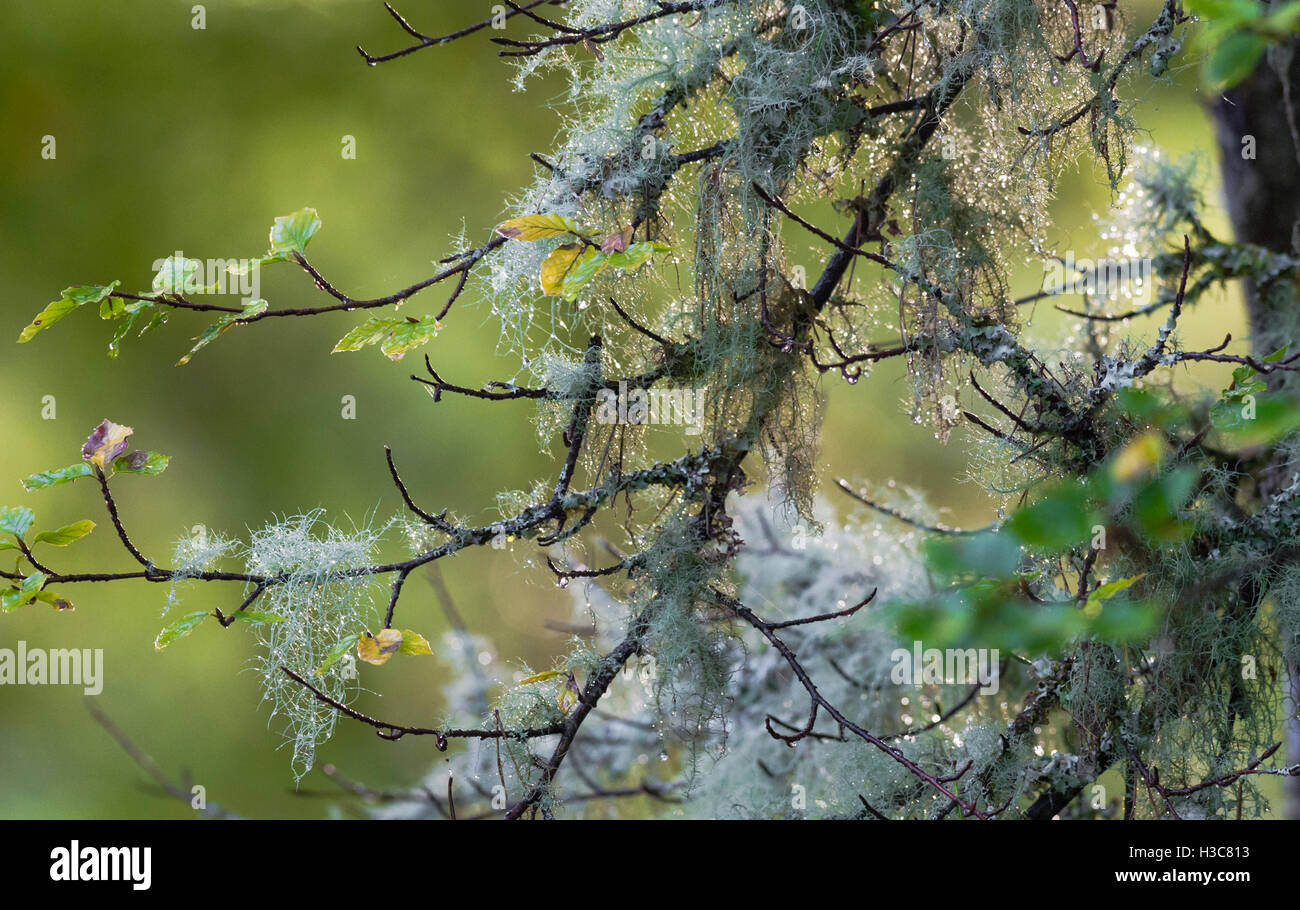 De lichen et de mousse poussant sur les petites branches d'un hêtre arbre dans un bois humide Scottish. Banque D'Images