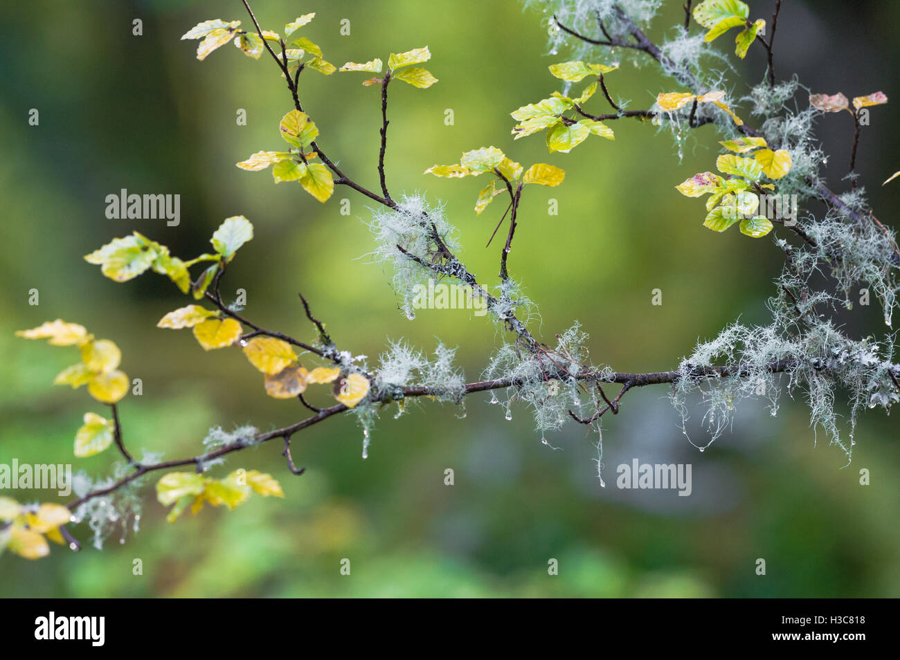 De lichen et de mousse poussant sur les petites branches d'un hêtre arbre dans un bois humide Scottish. Banque D'Images