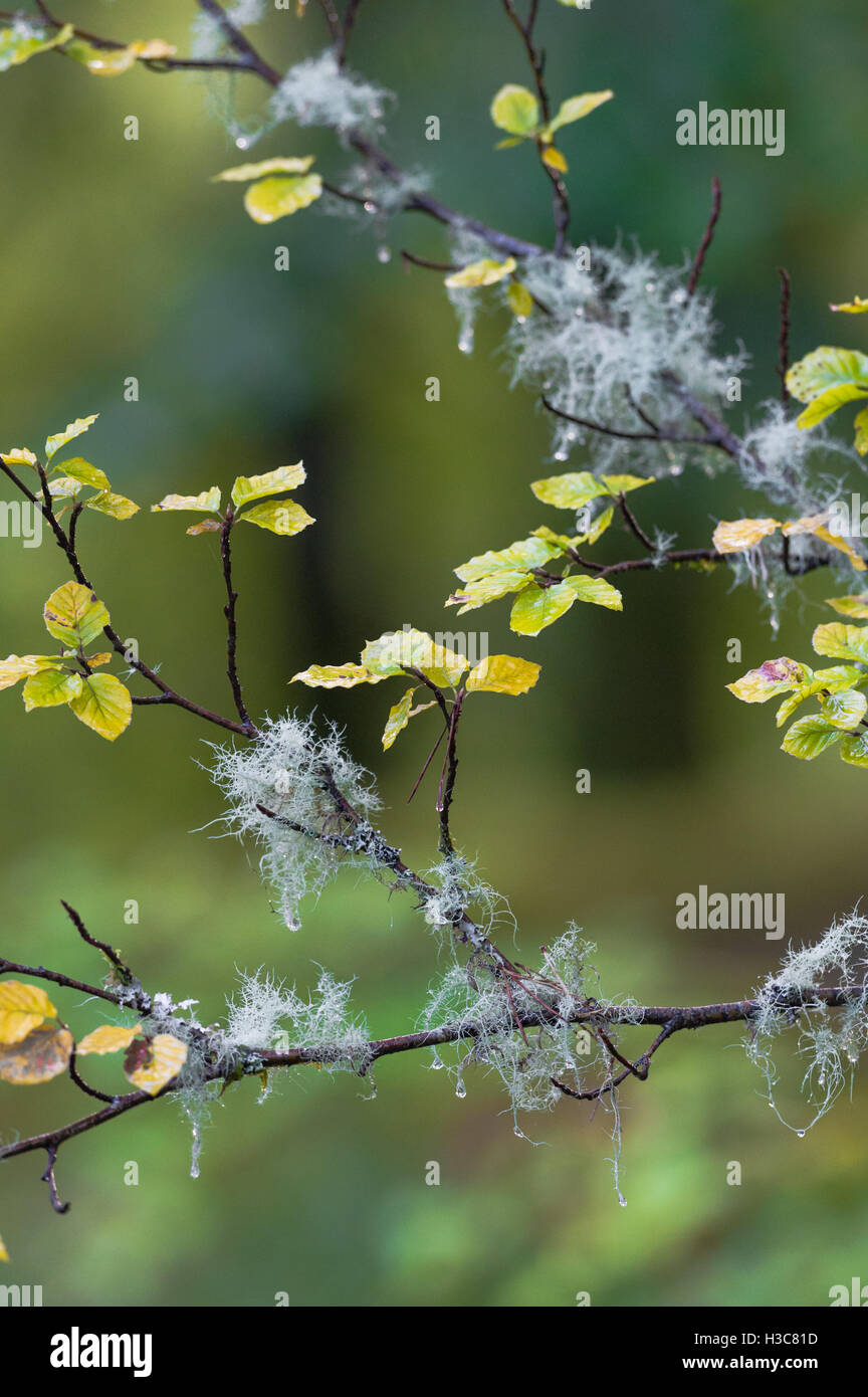 De lichen et de mousse poussant sur les petites branches d'un hêtre arbre dans un bois humide Scottish. Banque D'Images