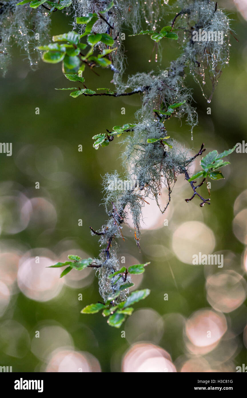 De lichen et de mousse poussant sur les petites branches d'un hêtre arbre dans un bois humide Scottish. Banque D'Images