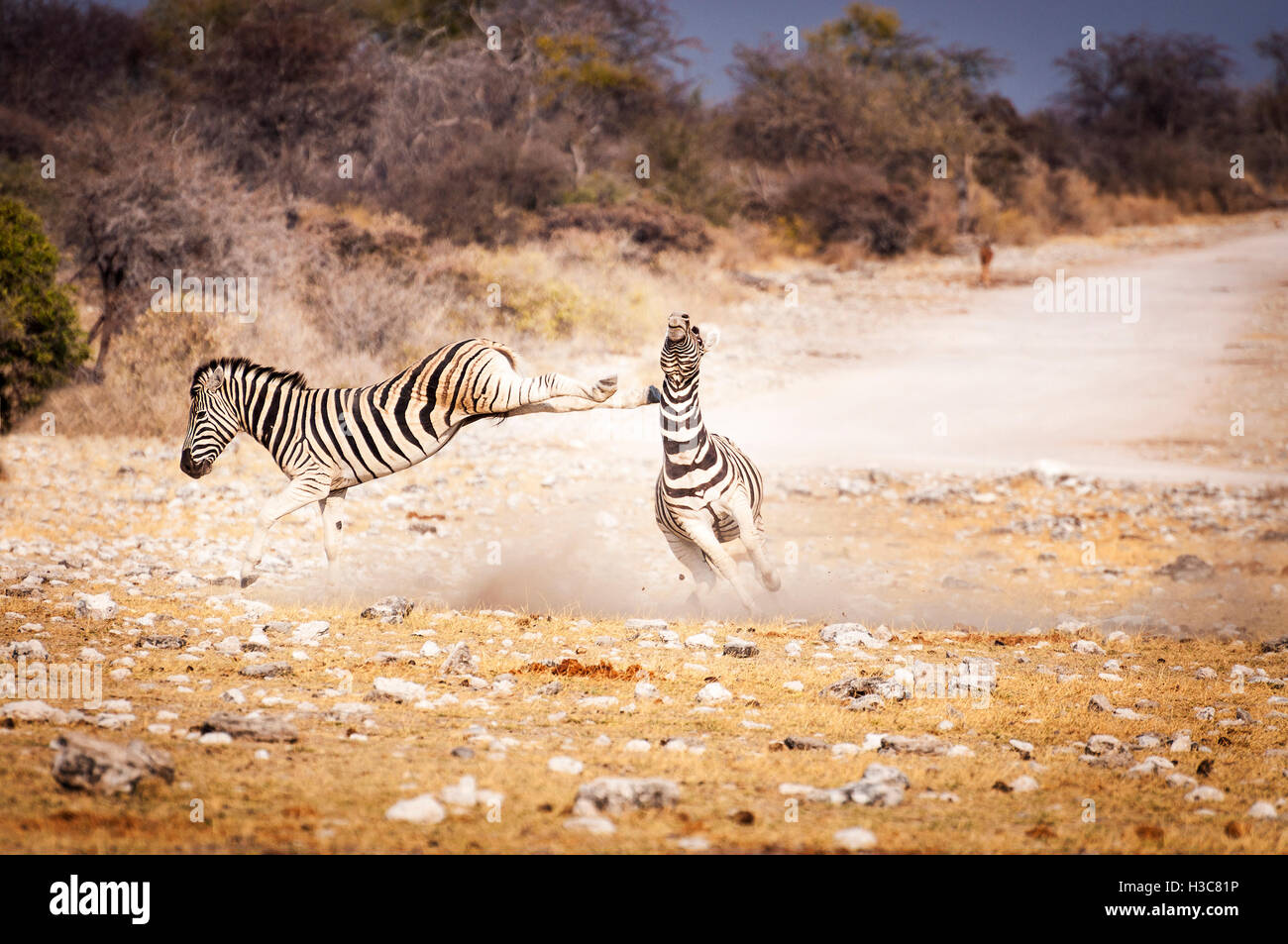 Deux zèbres combats dans le parc national d'Etosha, en Namibie, Afrique Banque D'Images Deux zèbres combats dans le parc national d'Etosha, en Namibie, Afrique Banque D'Images