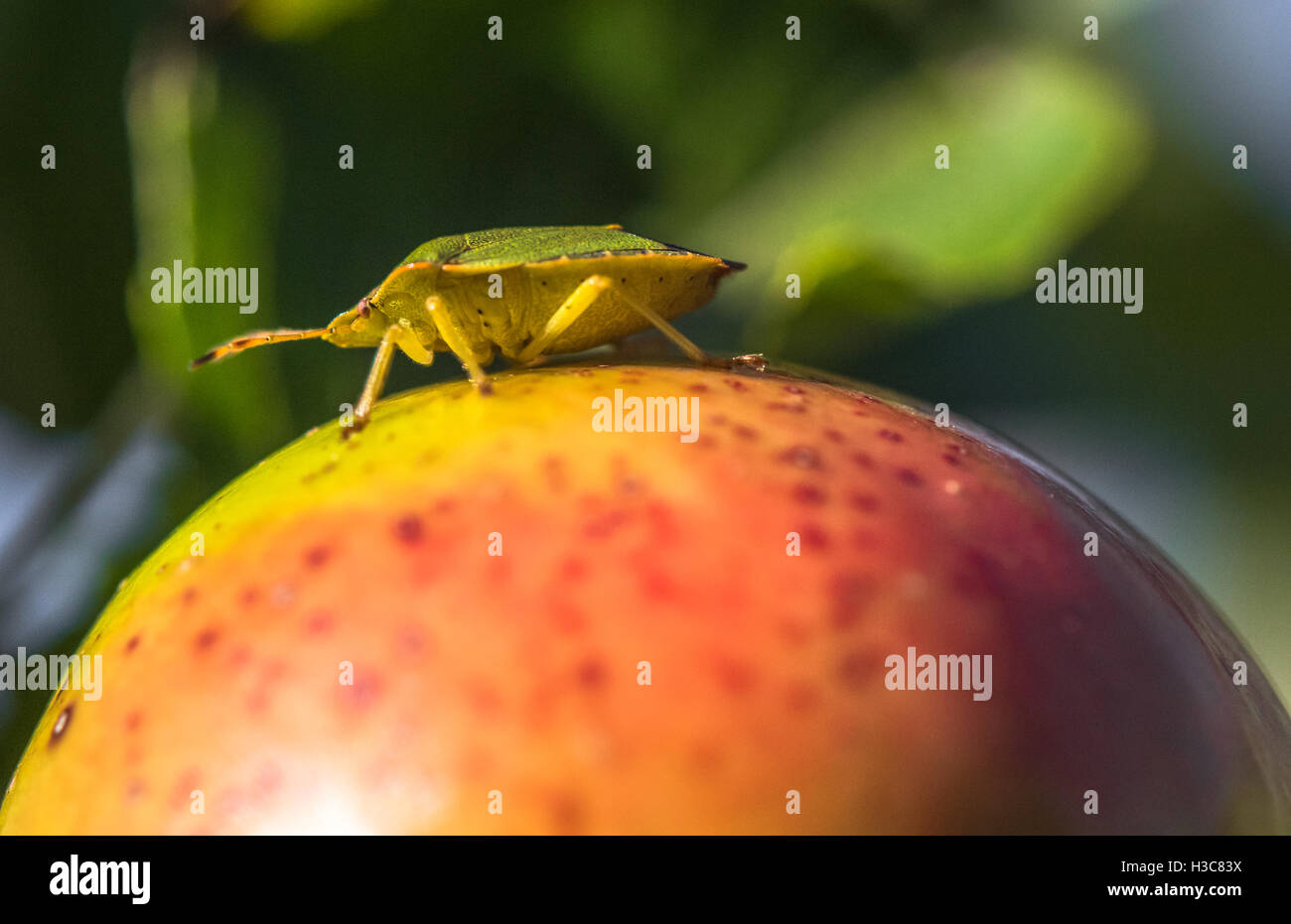 Un gros plan d'un bug en utilisant son bouclier Hawthorn corps de camouflage pour masquer à l'encontre de la couleur vert d'un pommier. Banque D'Images