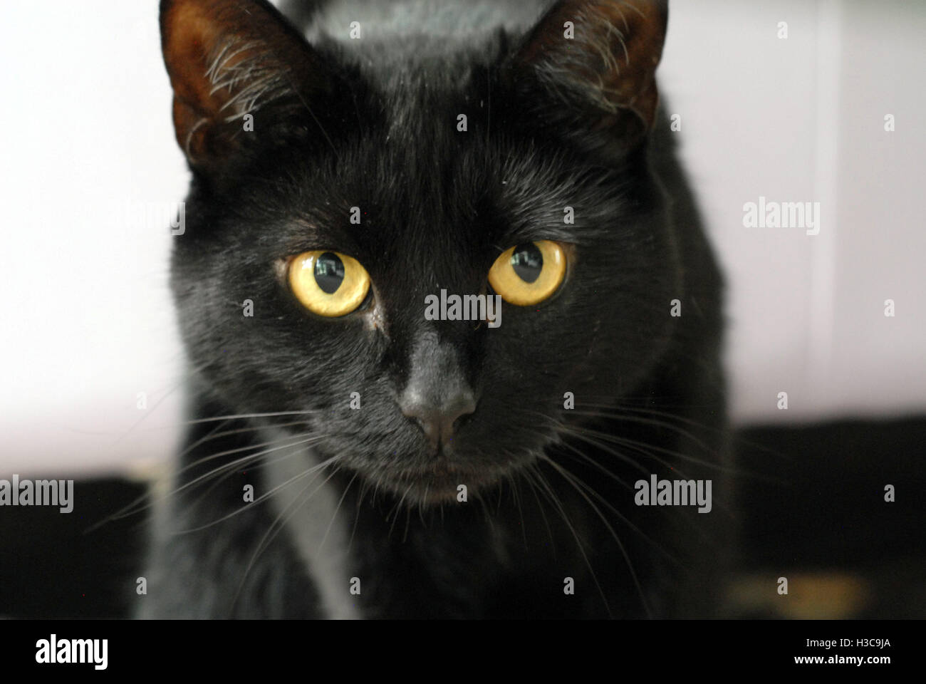 Chat Noir Avec Des Yeux Jaunes Gros Plan De Tete Photo Stock Alamy Chat Noir Avec Des Yeux Jaunes Gros Plan De Tete Photo Stock Alamy