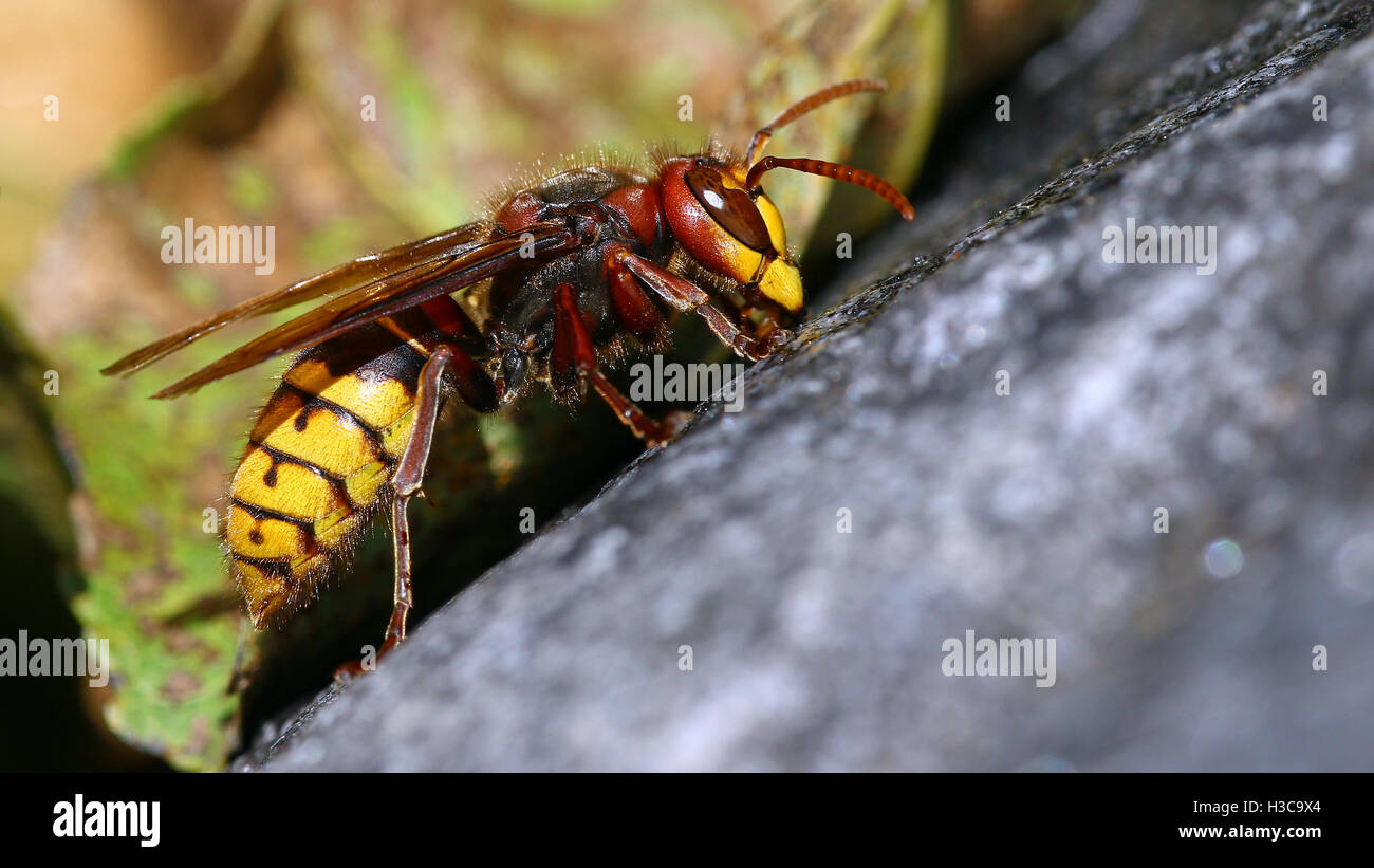 Killer Bee hornet macro portrait Banque D'Images