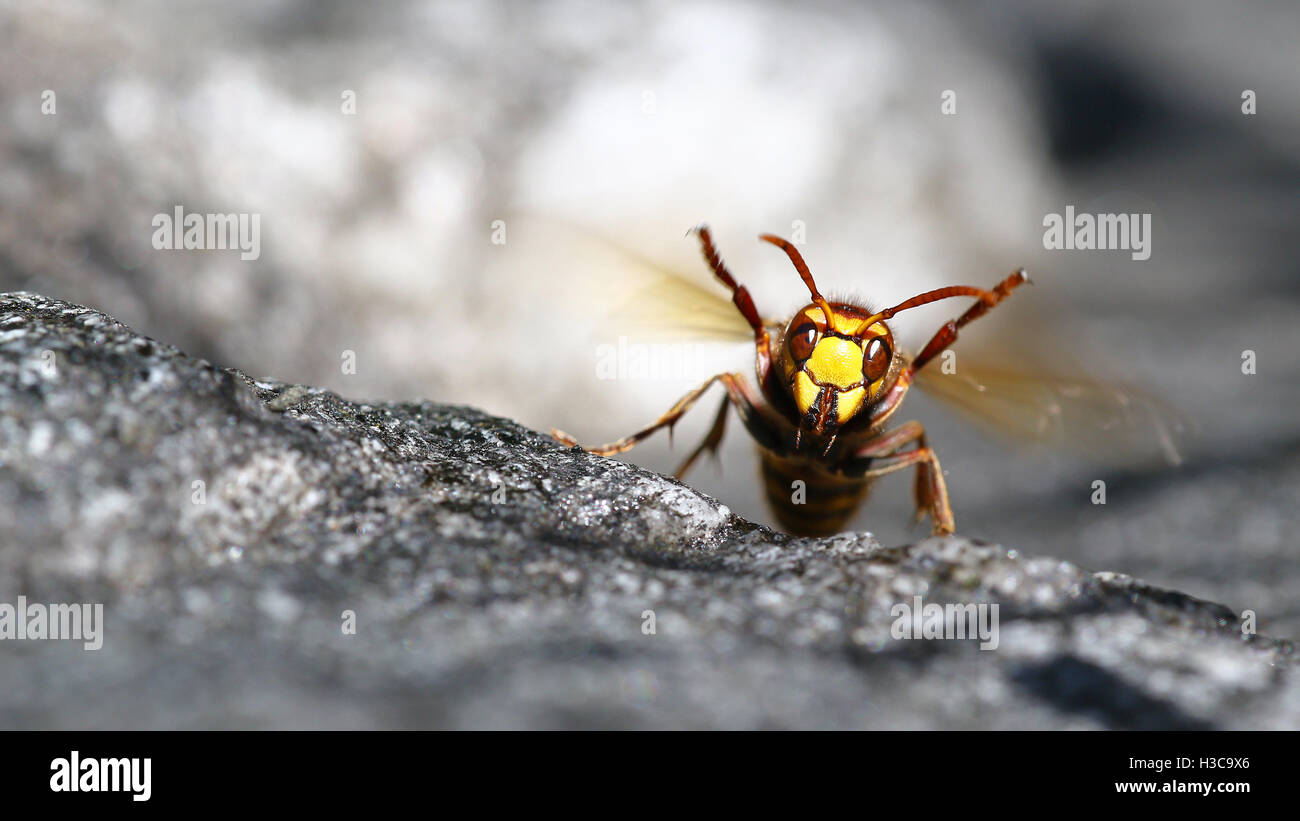 Killer Bee hornet macro portrait Banque D'Images