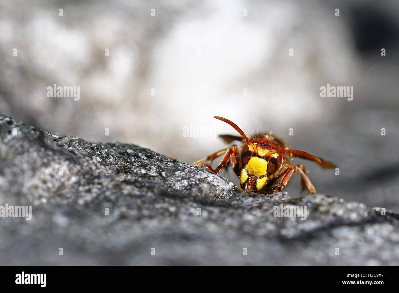 Killer Bee hornet macro portrait Banque D'Images