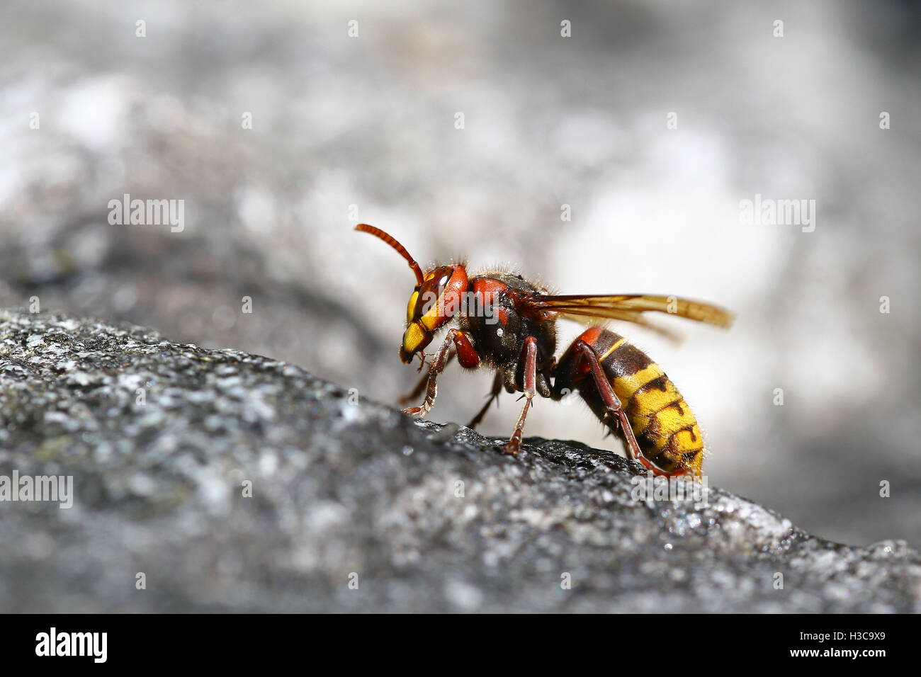 Killer Bee hornet macro portrait Banque D'Images