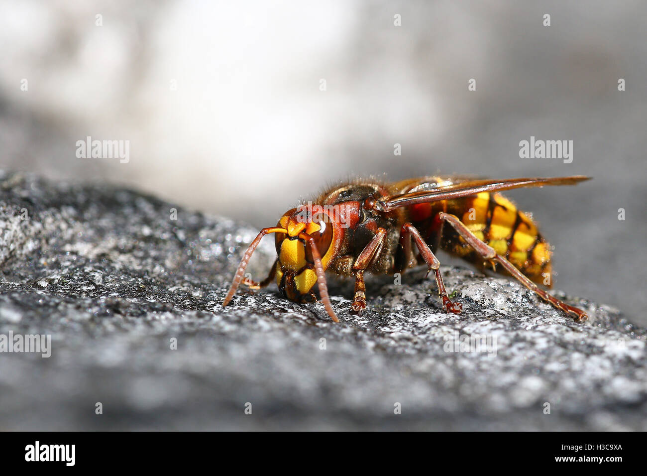 Killer Bee hornet macro portrait Banque D'Images