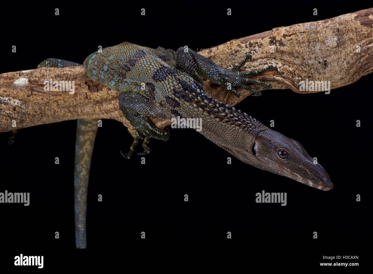 Roughneck moniteur, Varanus rudicollis, Indonésie Banque D'Images