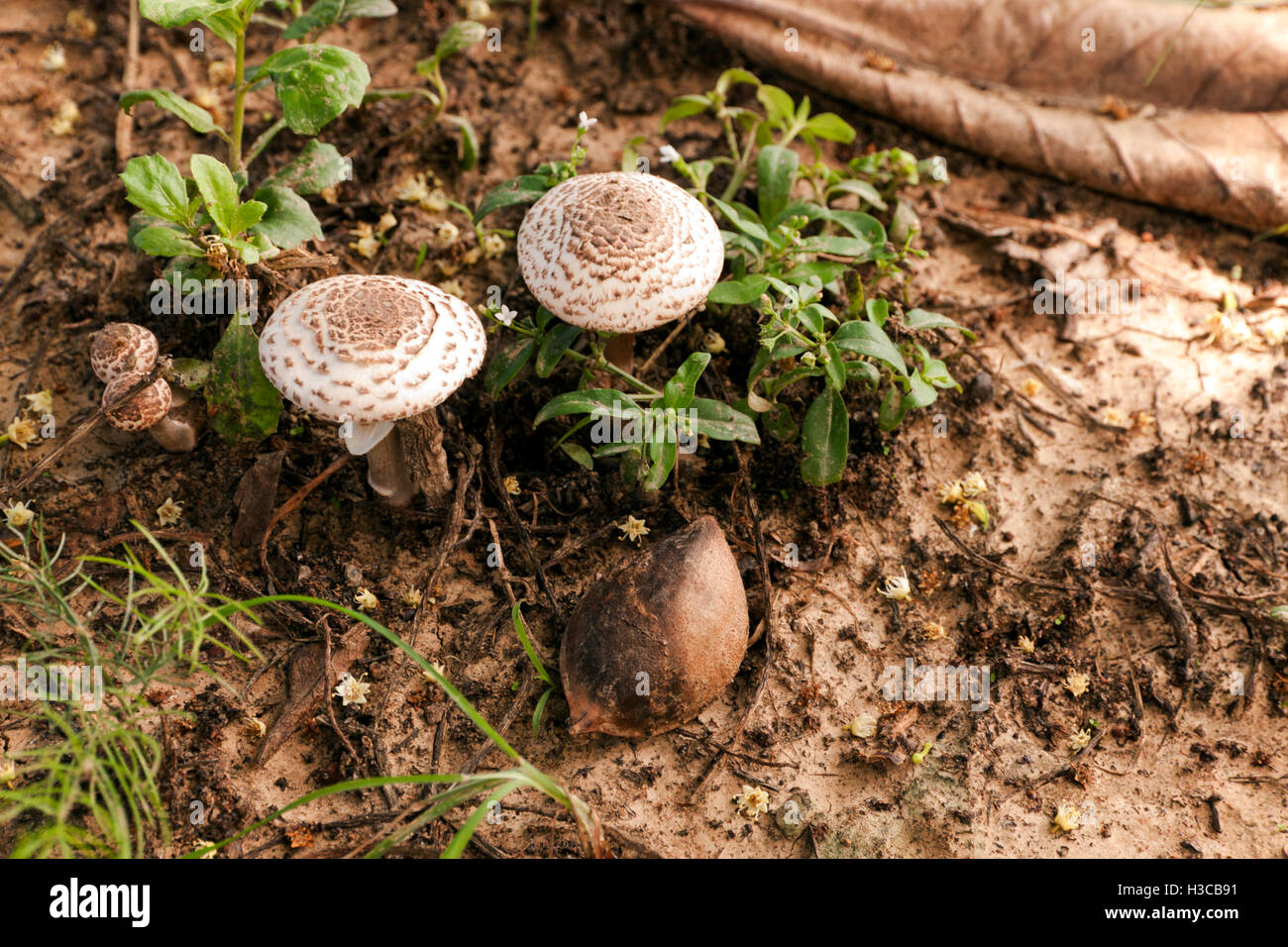 De plus en plus de poisons dans la nature champignons sauvages. Ne pas manger. Banque D'Images
