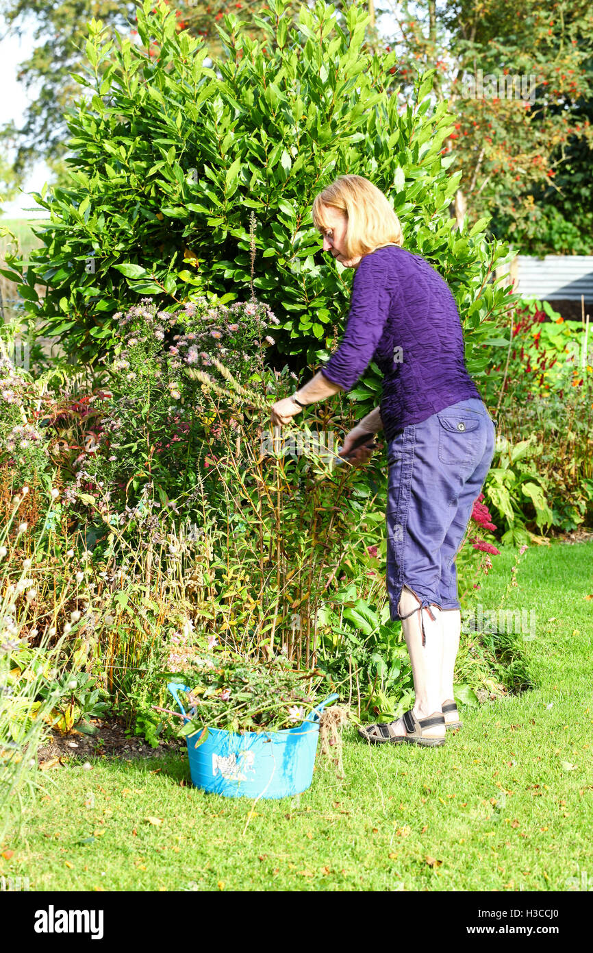 Une femme vide dans son jardin des plantes avec un plein de boutures trug Banque D'Images