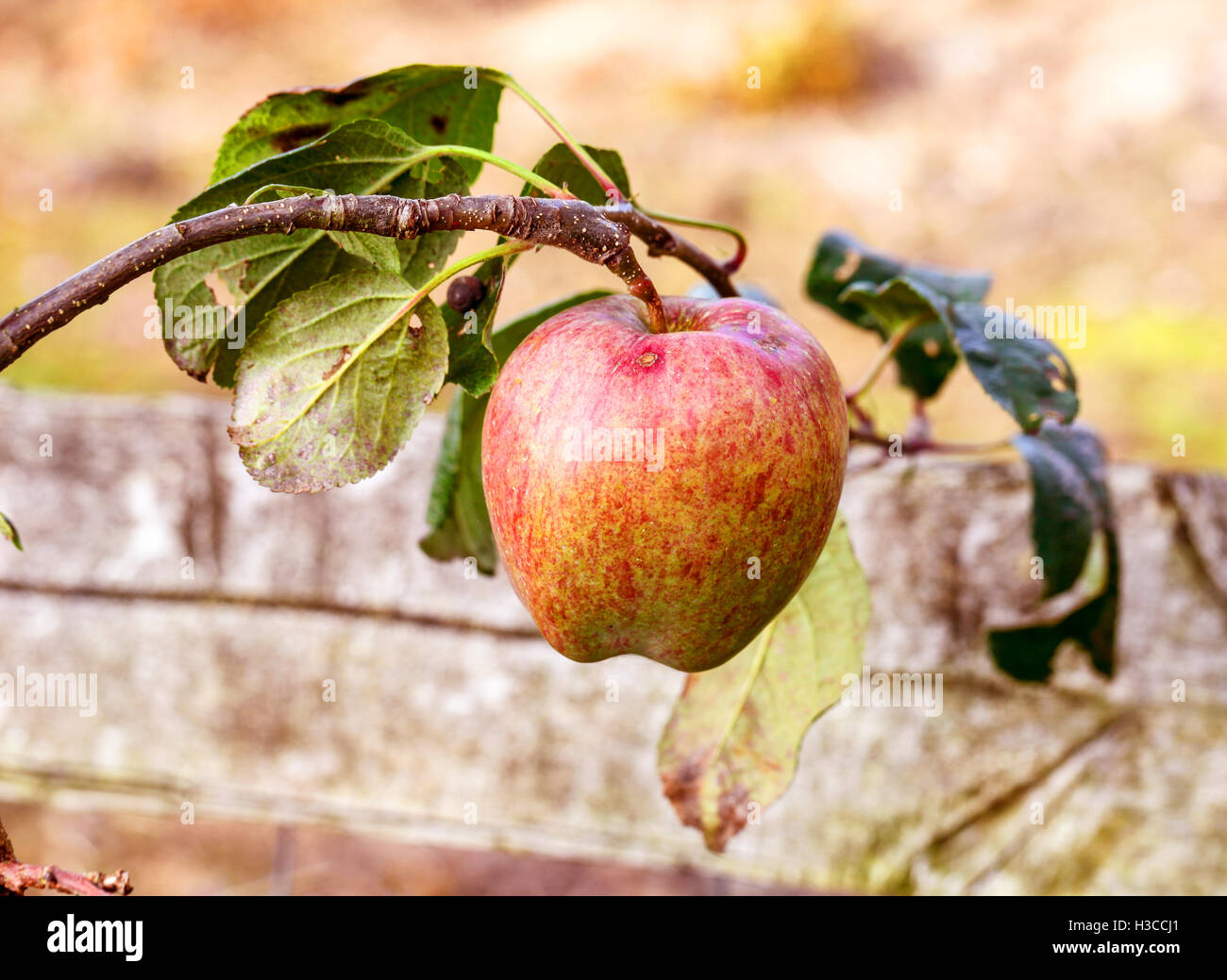Un seul venu James Grieve apple sur une branche Banque D'Images