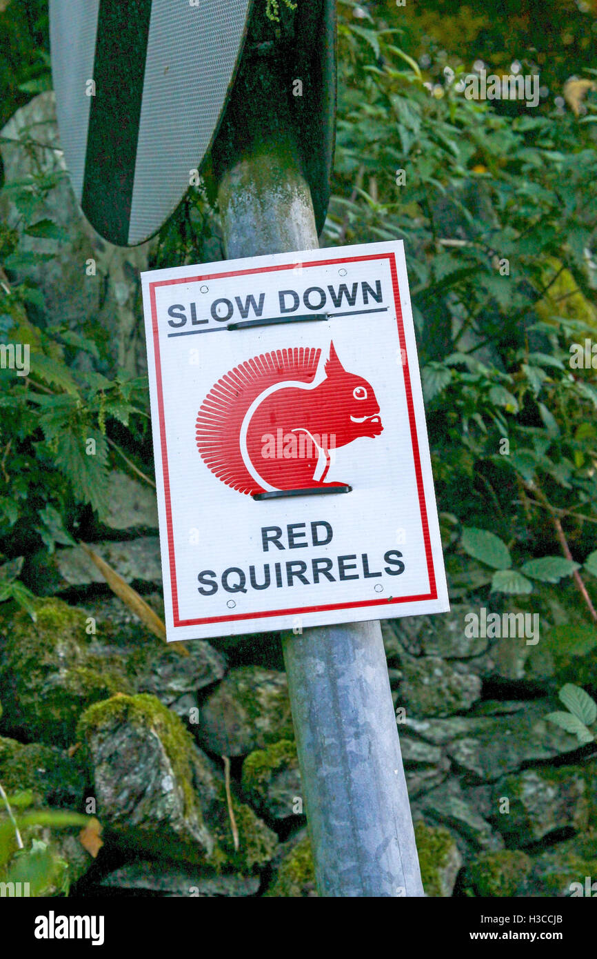 Un signe dans le Lake District National Park dire ralentir les écureuils rouges Banque D'Images