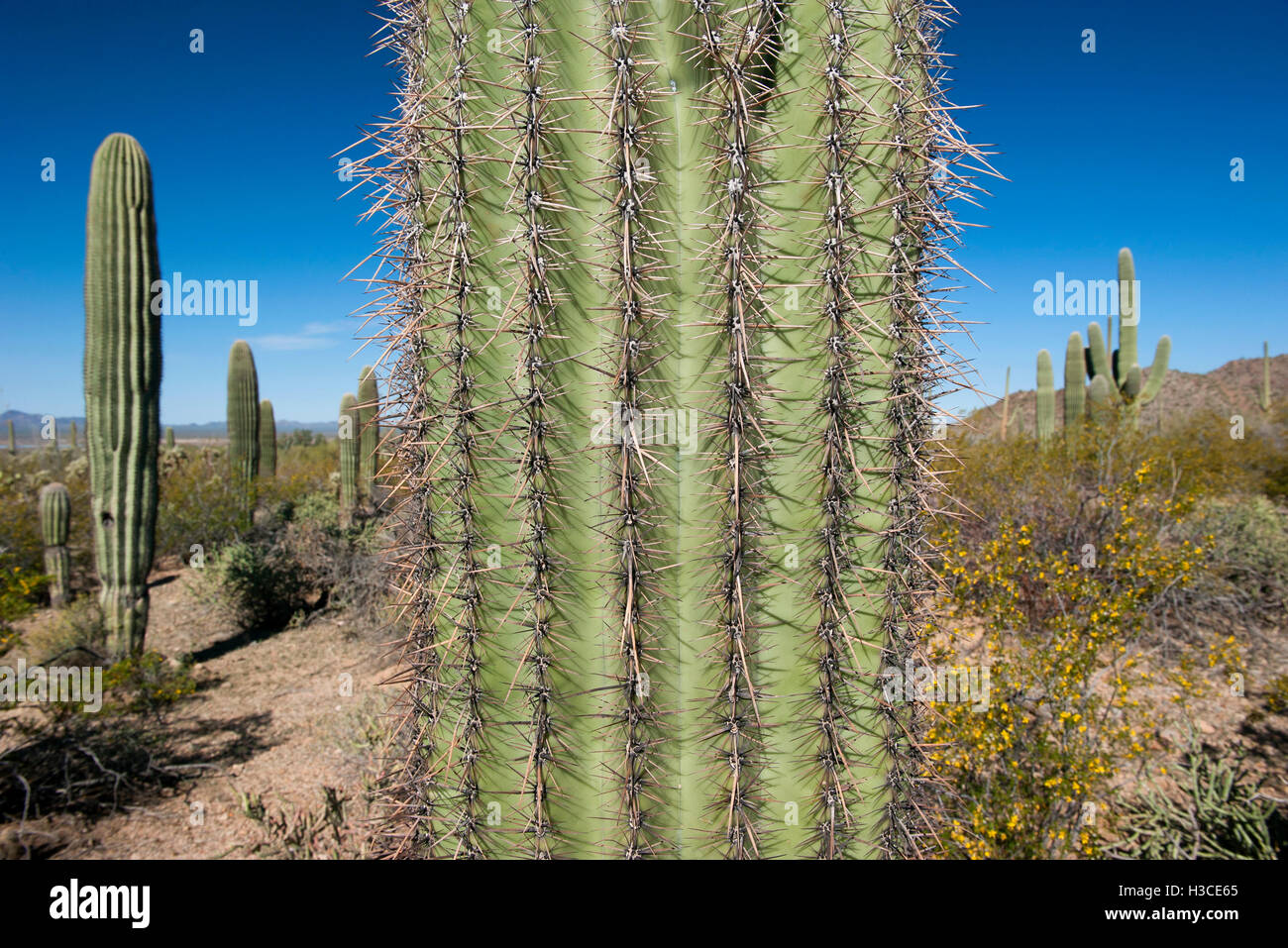 Close-up of cactus dans Saguaro National Park, Arizona, USA Banque D'Images