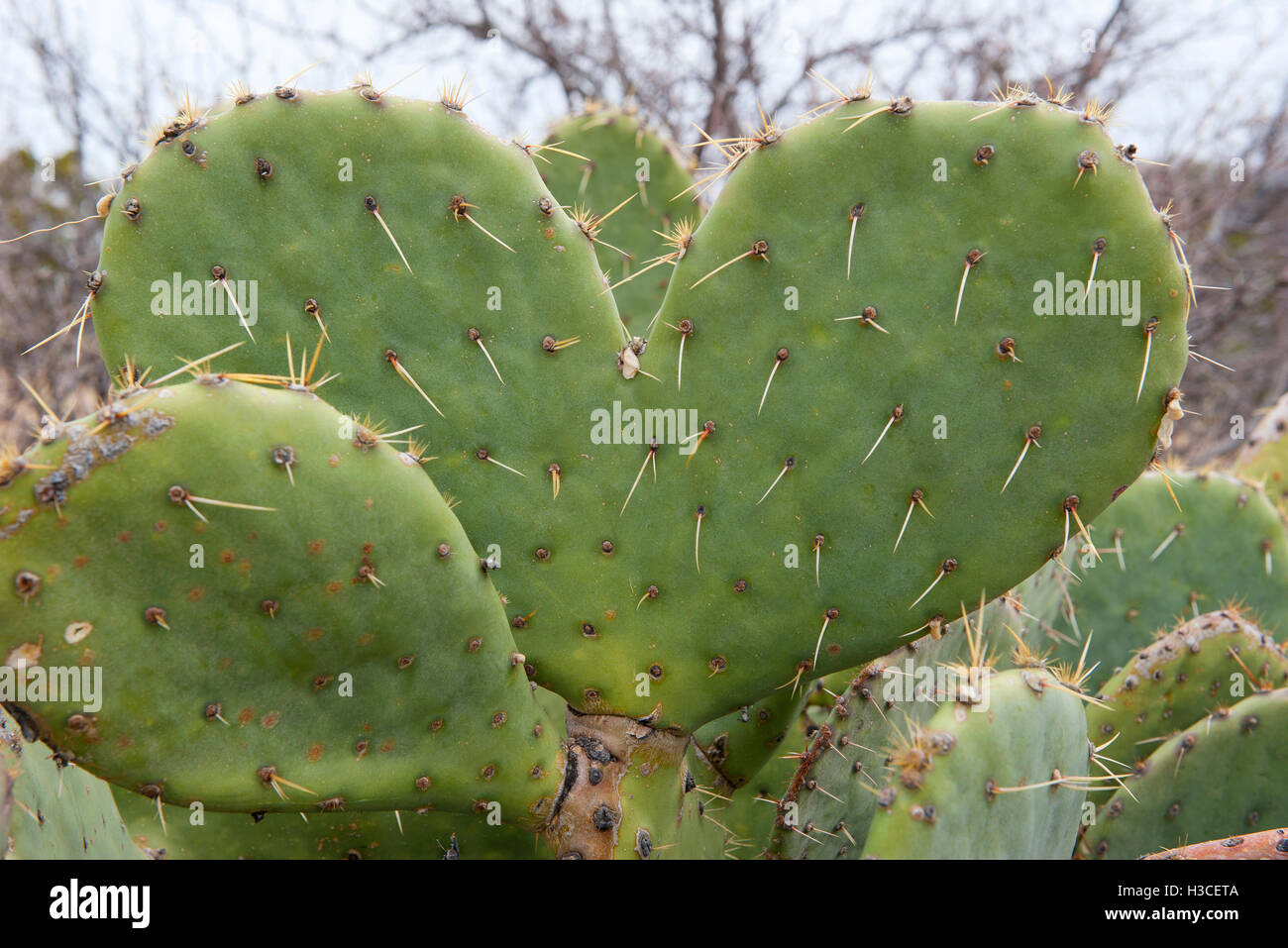 Cactus en forme de coeur Photo Stock - Alamy