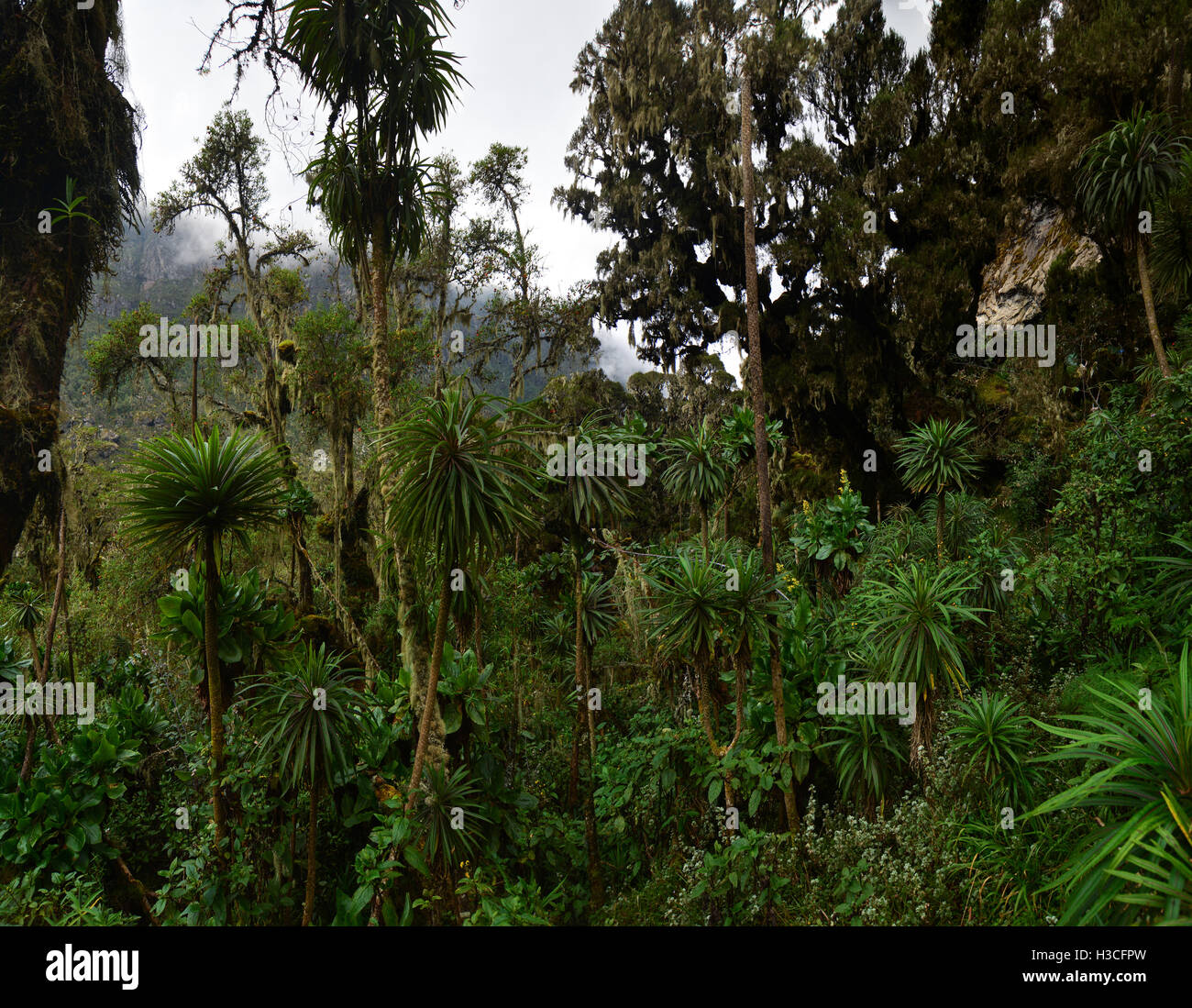 La végétation afroalpine luxuriant autour de Mutinda Camp, parc national des Monts Rwenzori Banque D'Images