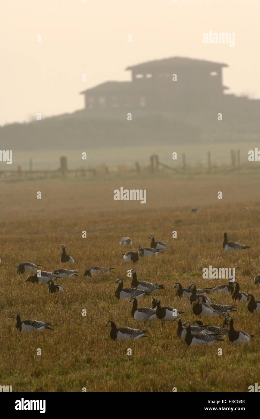 La Bernache nonnette (Branta leucopsis) alimentation dans des pâturages, l'Écosse, Janvier Banque D'Images
