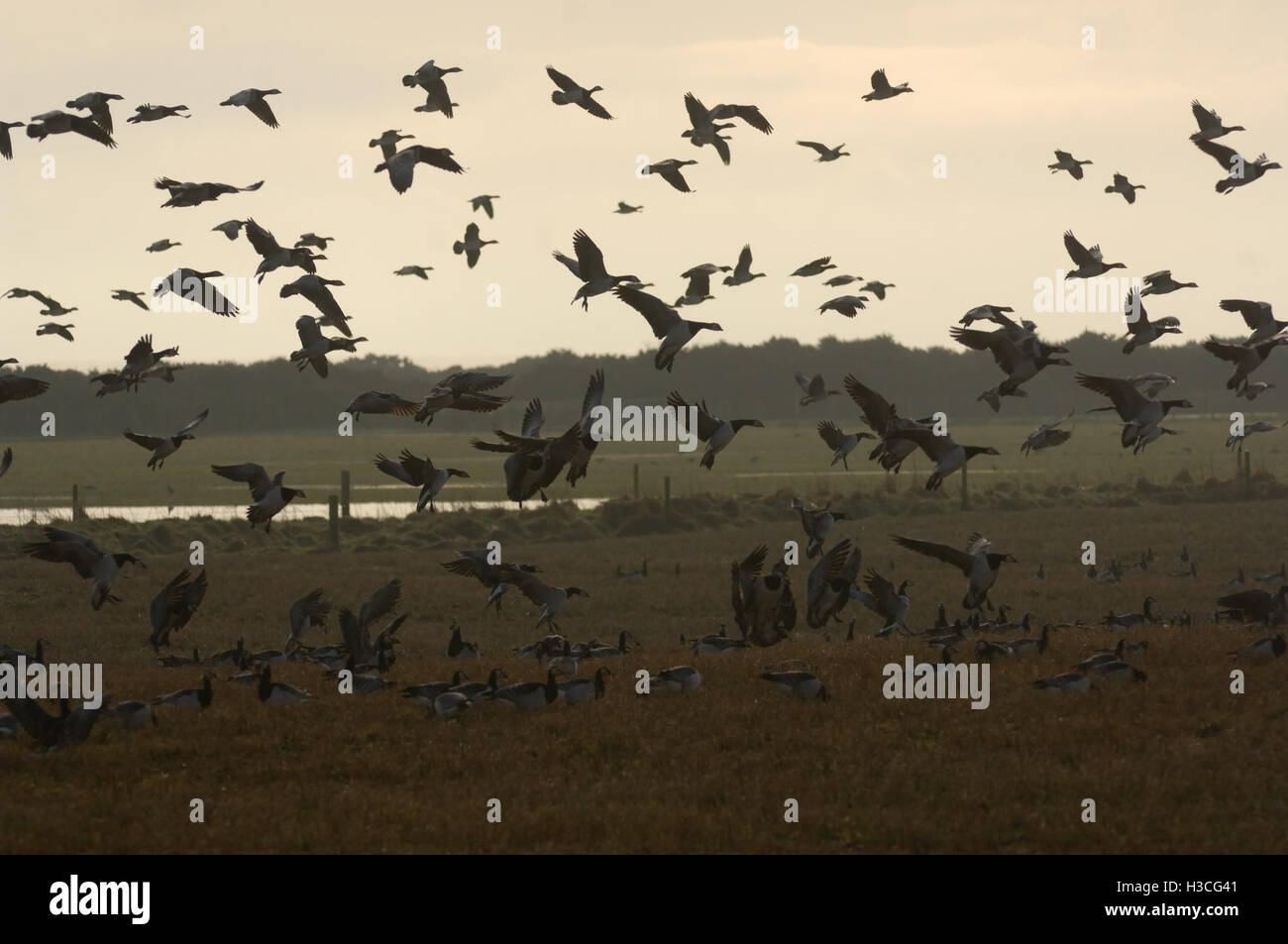 La Bernache nonnette (Branta leucopsis) entrée en terres en pâturage, l'Écosse, Janvier Banque D'Images