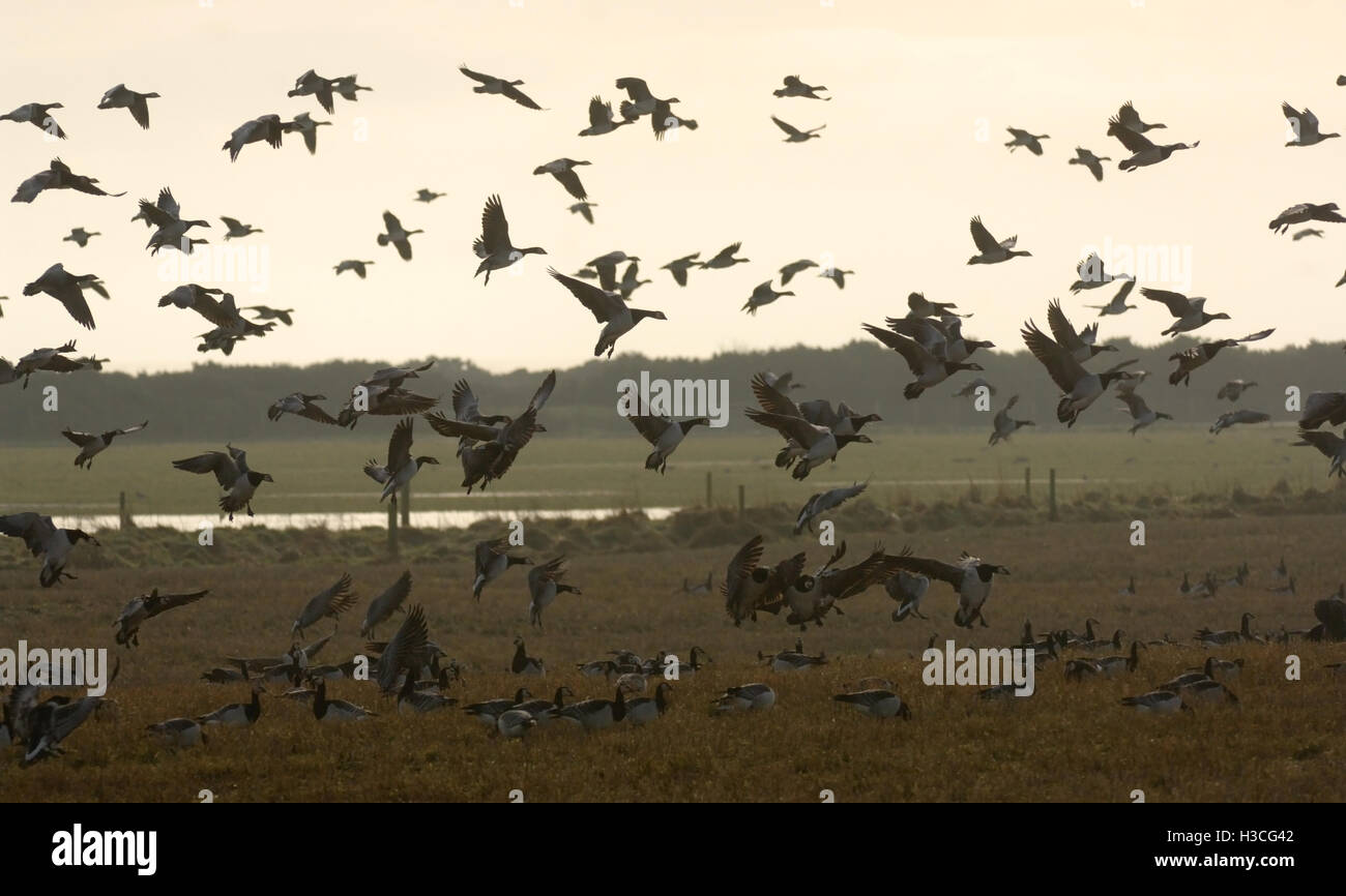 La Bernache nonnette (Branta leucopsis) entrée en terres en pâturage, l'Écosse, Janvier Banque D'Images