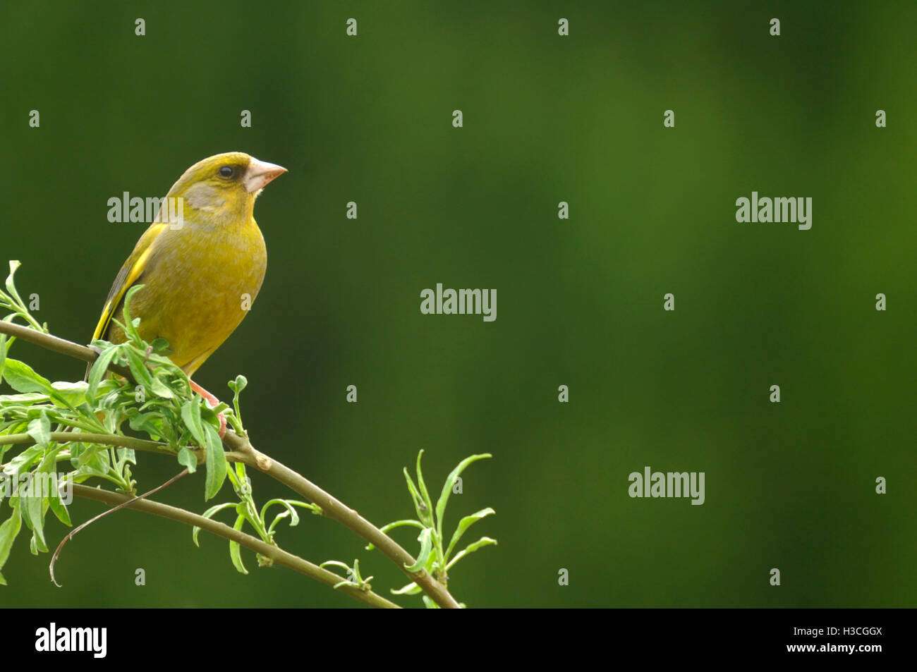 Verdier Carduelis chloris perché sur une branche, Devon, Avril Banque D'Images