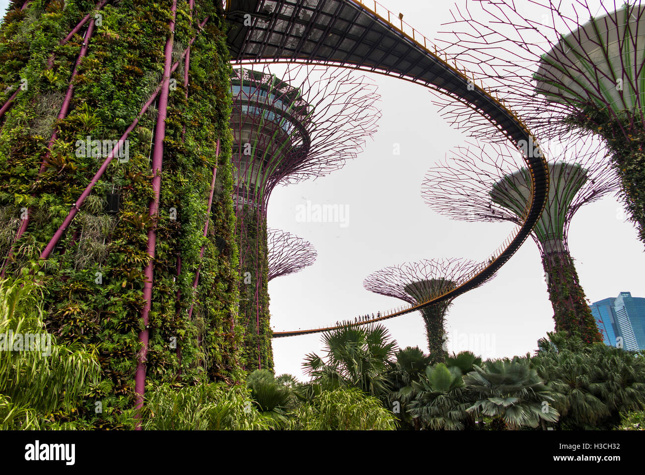 Singapour, les jardins de la baie, Supertree Grove, l'OCBC skyway marche élevée Banque D'Images