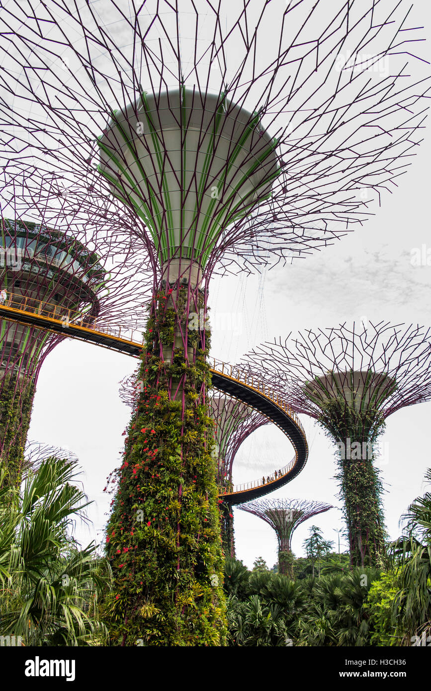 Singapour, les jardins de la baie, Supertree Grove, l'OCBC skyway marche élevée Banque D'Images