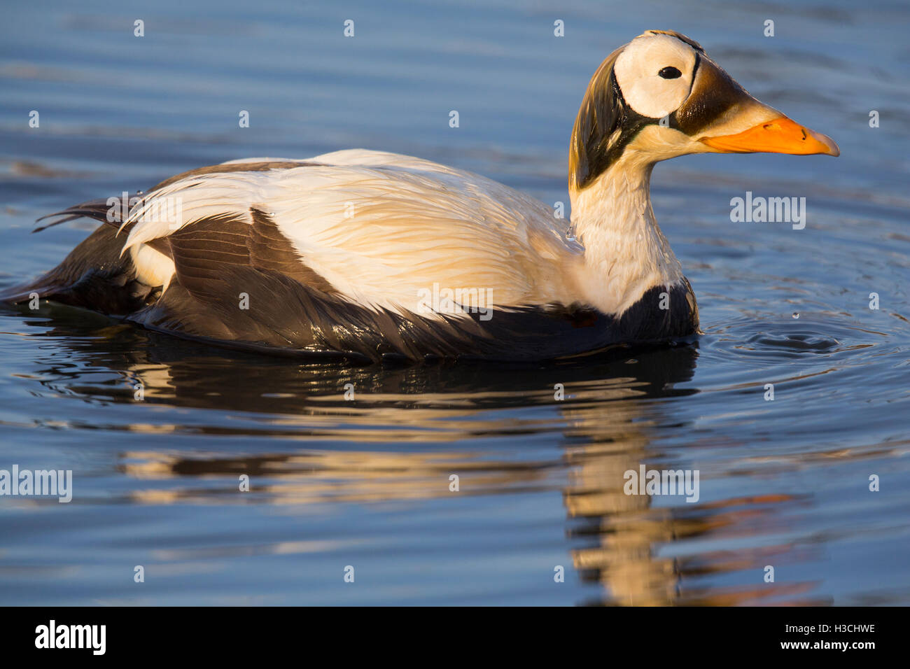 Ours à lunettes (eider Somateria fischeri), l'Arctique, l'Alaska. Banque D'Images