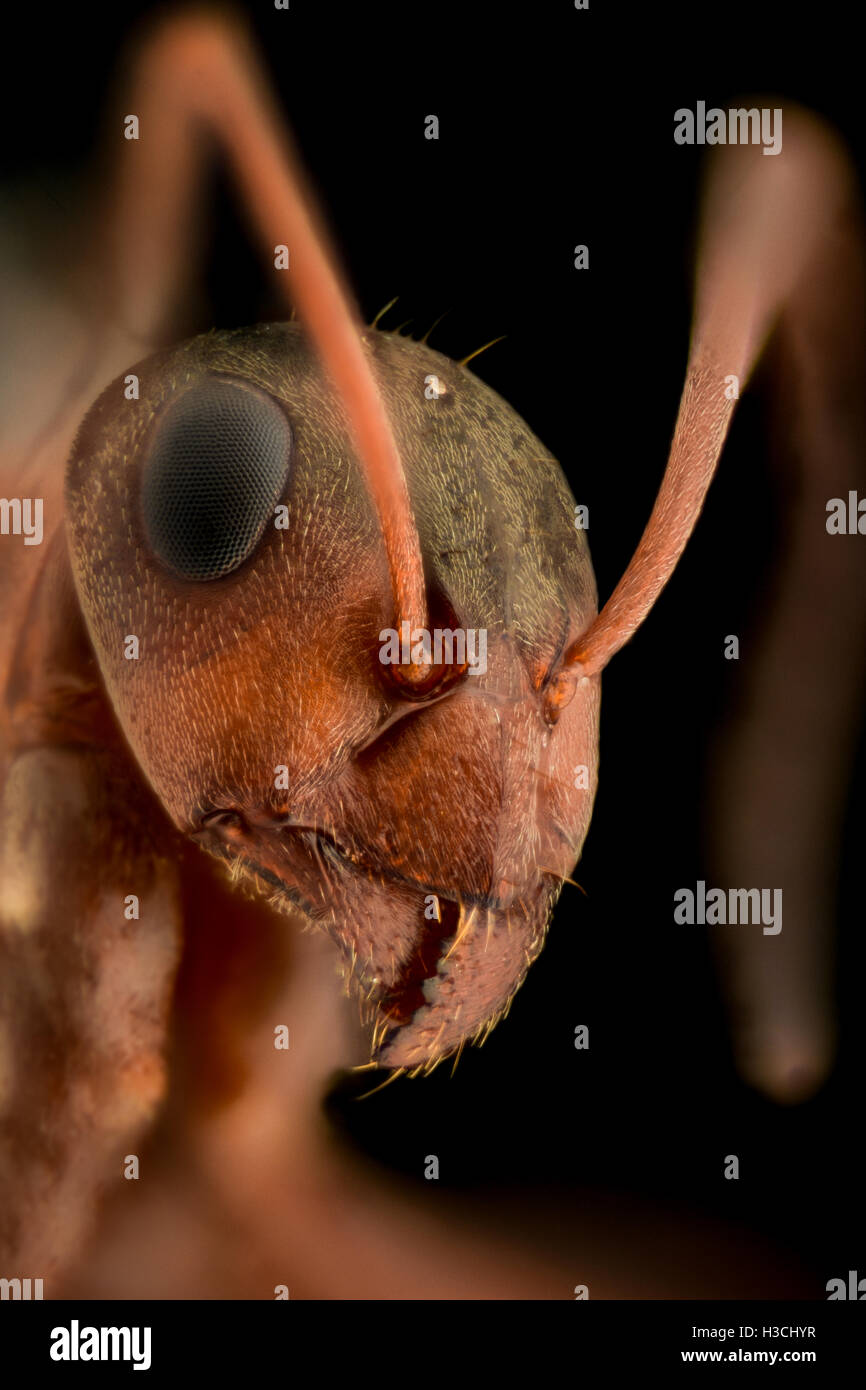 Grossissement extrême - Ant portrait Banque D'Images