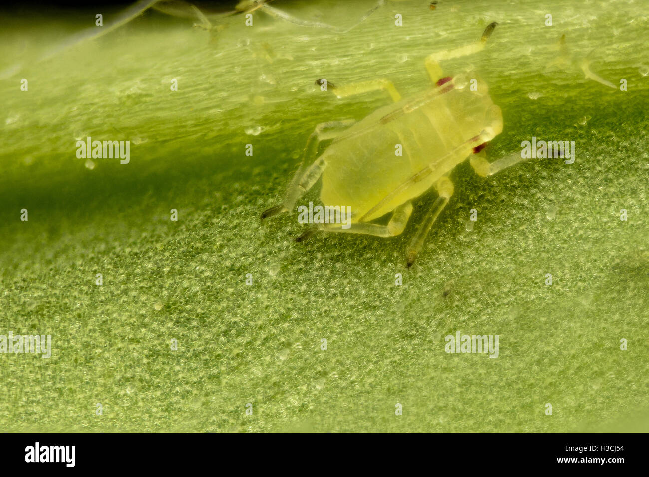 Grossissement extrême - pucerons sur une plante verte Banque D'Images