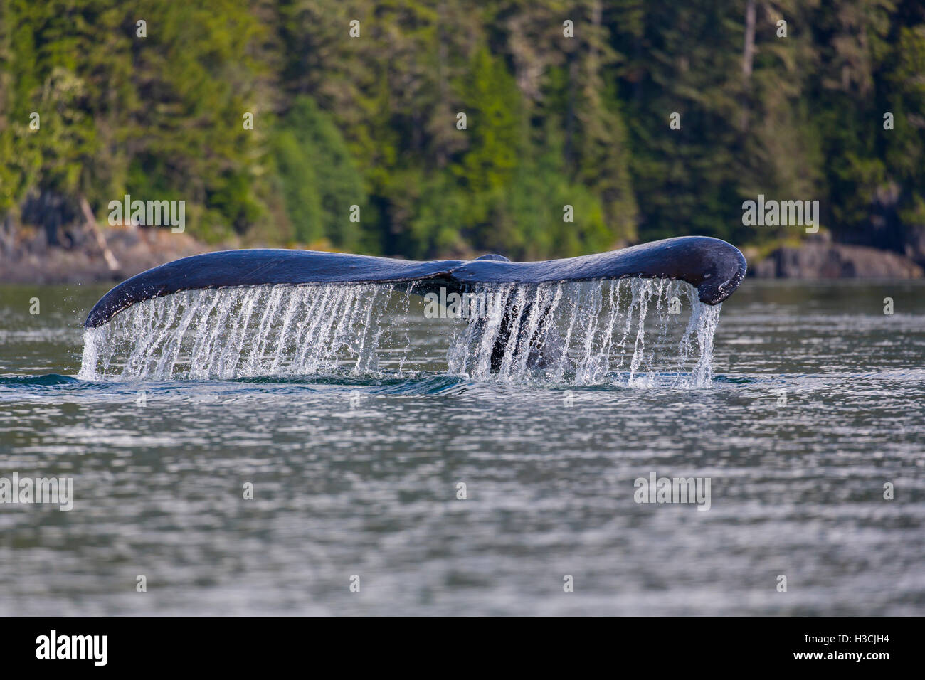 Baleine à bosse, la Forêt nationale de Tongass en Alaska. Banque D'Images