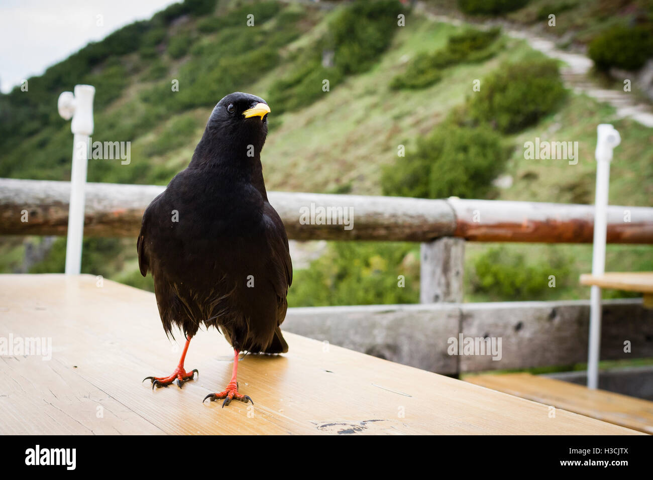 Crave à bec jaune (Pyrrhocorax graculus) perché sur une table. Le parc national de Berchtesgaden. La Haute-bavière. L'Allemagne. Banque D'Images