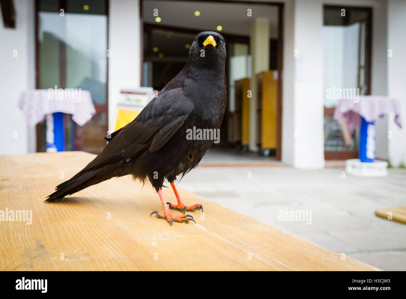 Crave à bec jaune (Pyrrhocorax graculus) perché sur une table. Le parc national de Berchtesgaden. La Haute-bavière. L'Allemagne. Banque D'Images