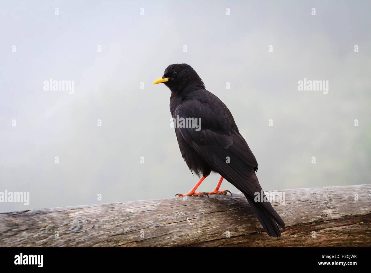 Crave à bec jaune (Pyrrhocorax graculus) perché sur une clôture en bois. Le parc national de Berchtesgaden. La Haute-bavière. L'Allemagne. Banque D'Images