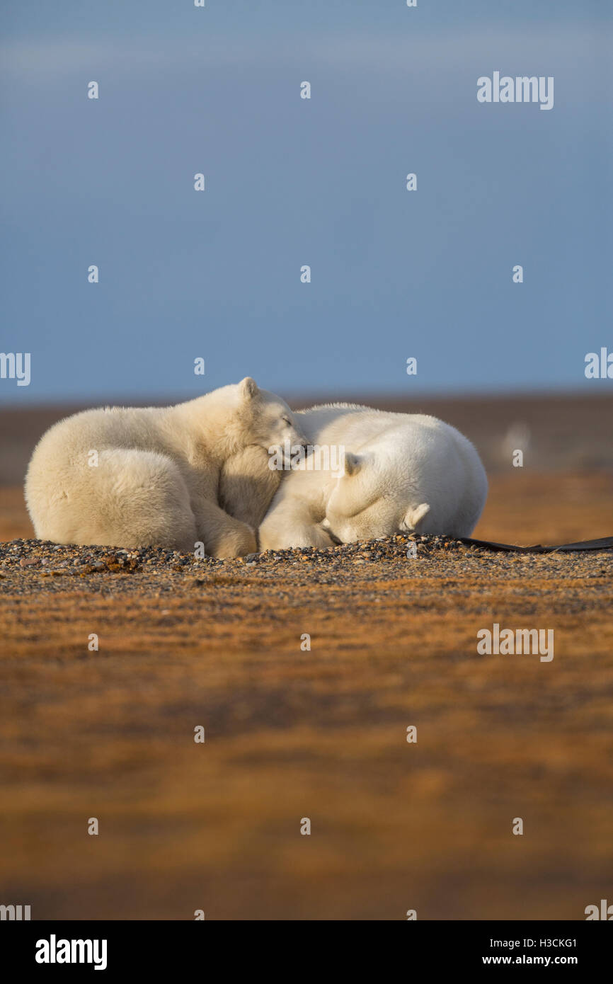 L'ours polaire (Ursus maritimus), Arctic National Wildlife Refuge, en Alaska. Banque D'Images