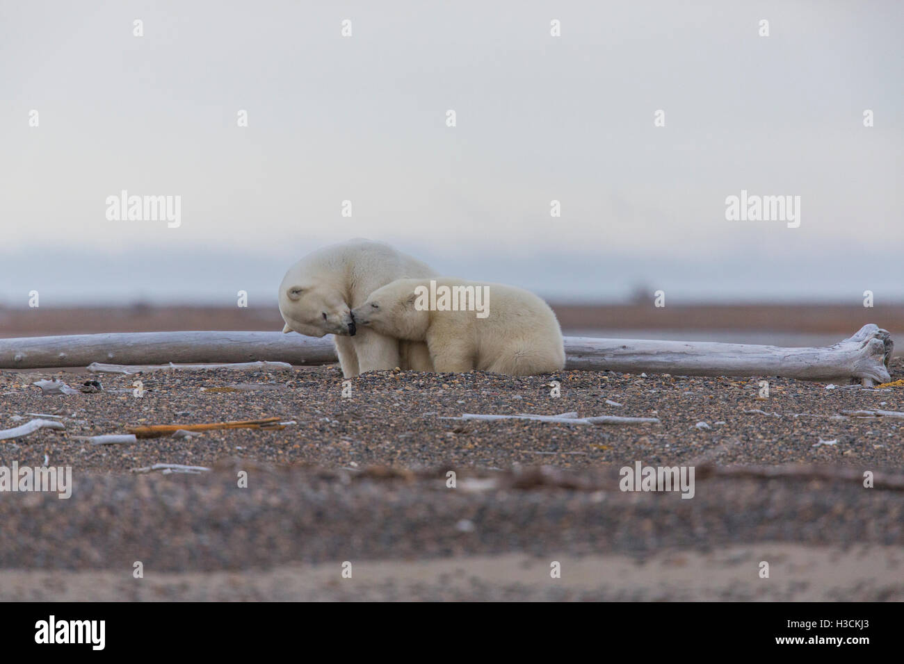 L'ours polaire (Ursus maritimus), Arctic National Wildlife Refuge, en Alaska. Banque D'Images