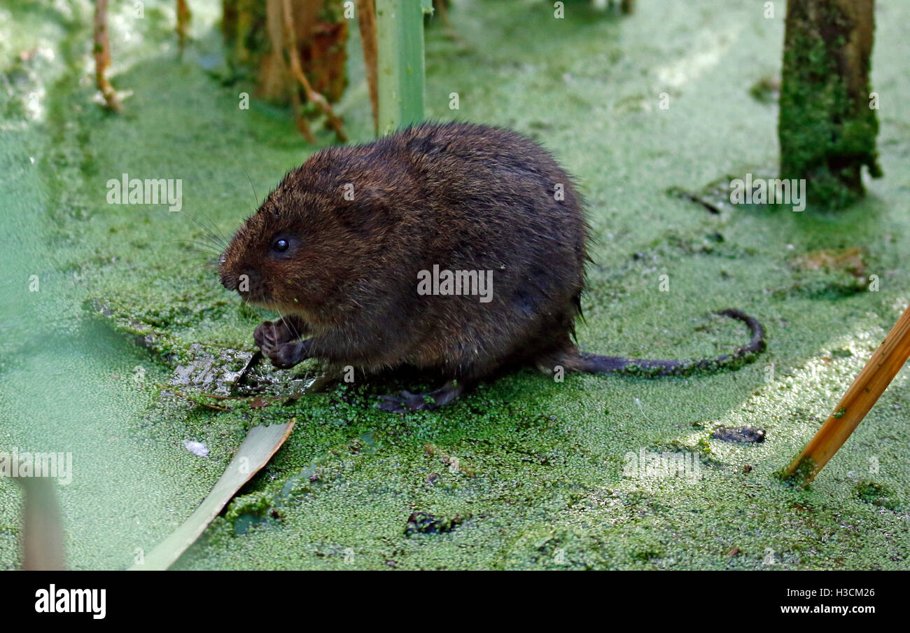 Le Campagnol de l'eau,(Arvicola amphibius) Banque D'Images