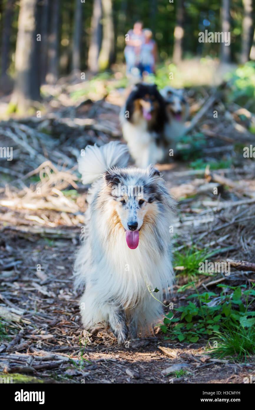 Marcher avec collie chiens dans la forêt Banque D'Images