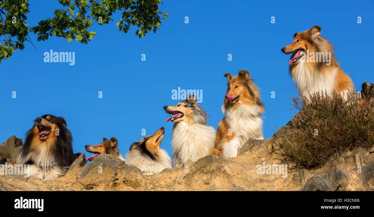 Portrait de groupe de beaux collie dog sitting in a row Banque D'Images