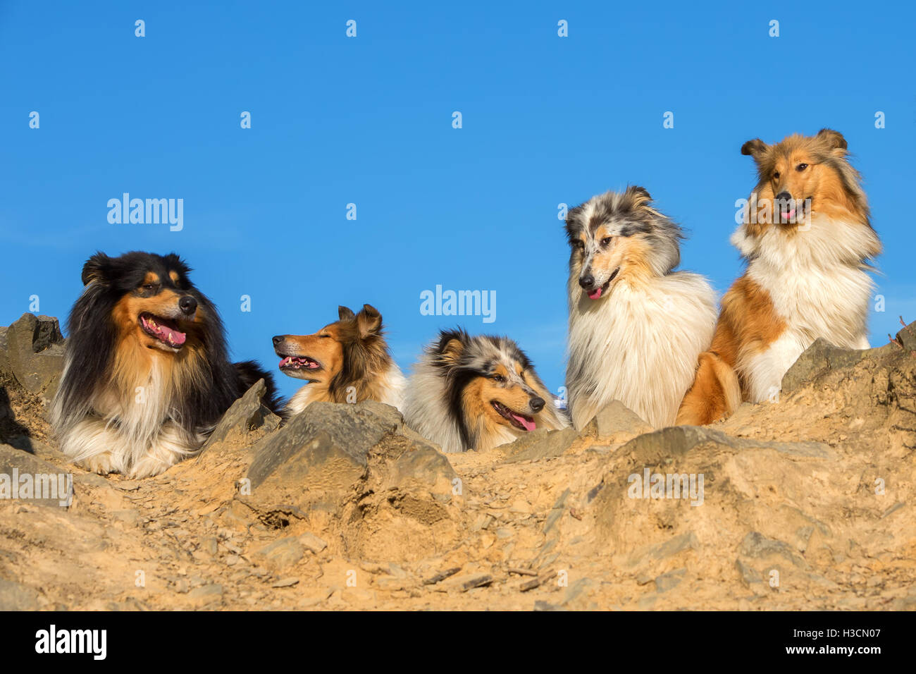 Portrait de groupe de beaux collie dog sitting in a row Banque D'Images