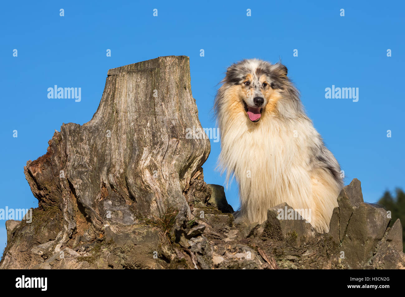 Portrait d'un Colley chien assis à côté d'un arbre porte-fusée Banque D'Images