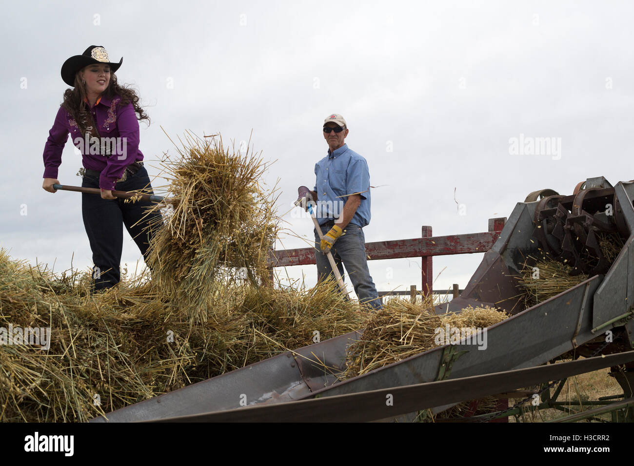 Woman (Miss Rodeo Airdrie) déchargeant de l'avoine nouvellement récoltée du wagon vers la machine de battage pour séparer les grains de la paille sur une ferme en Alberta Banque D'Images