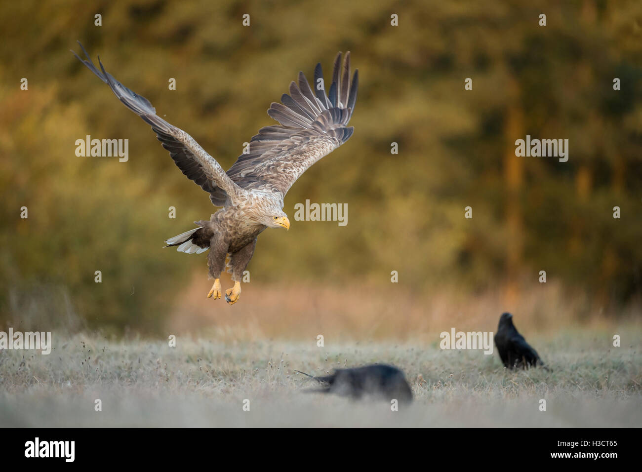 Aigle à queue blanche / aigle de mer ( Haliaeetus albicilla ), volant, au bord des bois colorés automnaux, sol couvert de givre, faune, Europe. Banque D'Images
