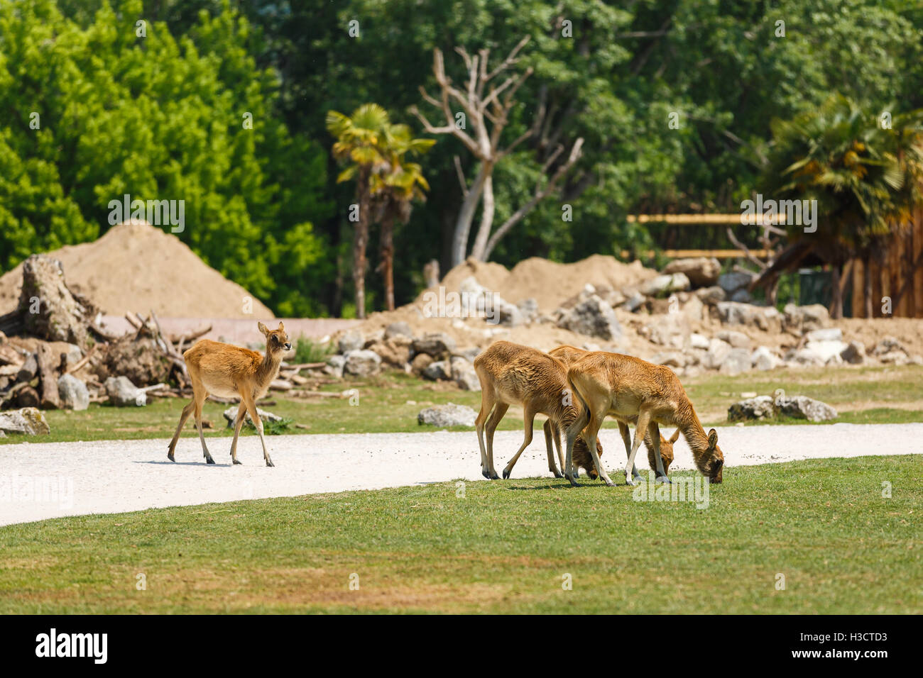 Trois cerfs sur la route dans le parc, l'heure d'été Banque D'Images